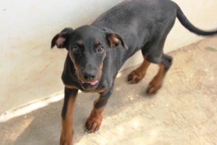 Terjual Jual Anak Anjing Mix Doberman Rottweiler Kaskus