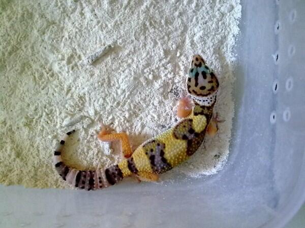 Baby Gecko MURMER