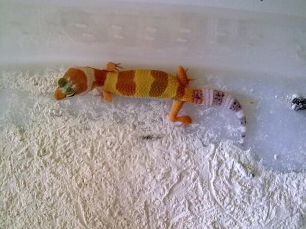 Baby Gecko MURMER
