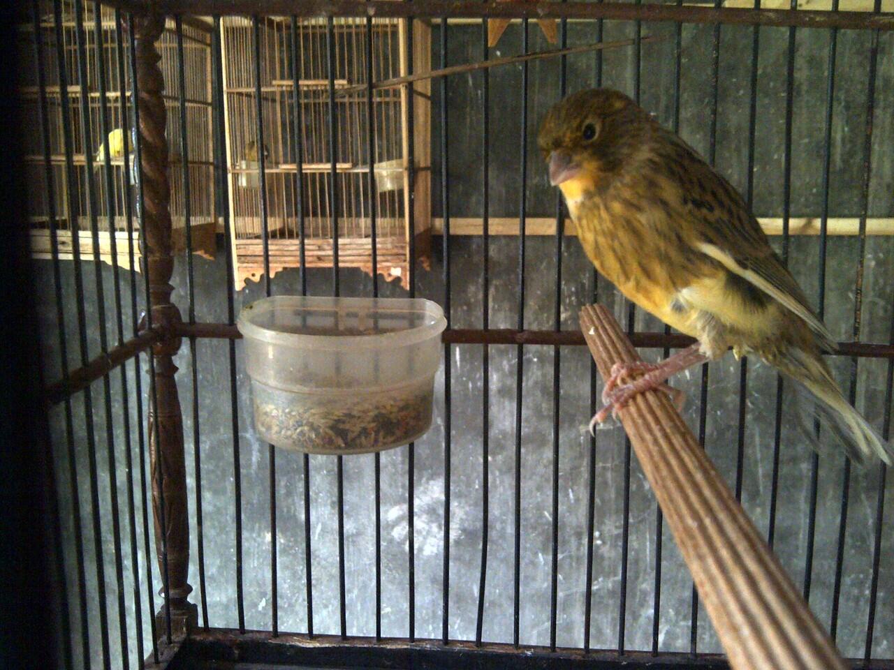Jual anakan kenari F1ys murmer silangan YS dkb 11 x AF