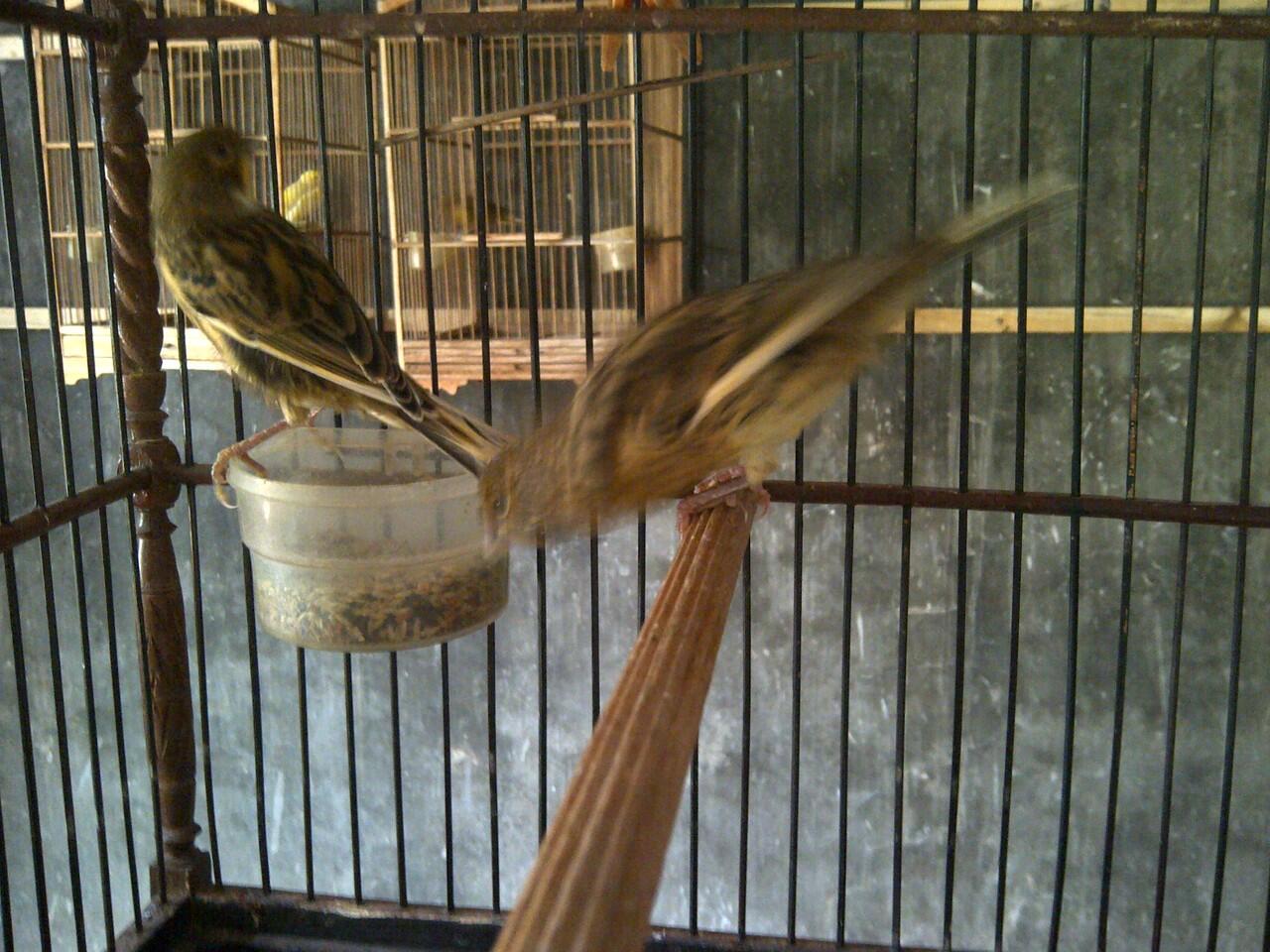 Jual anakan kenari F1ys murmer silangan YS dkb 11 x AF