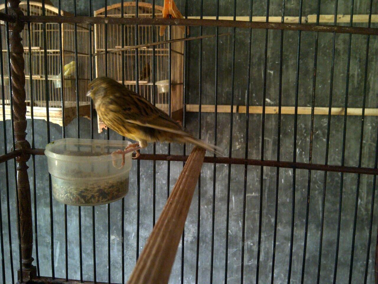 Jual anakan kenari F1ys murmer silangan YS dkb 11 x AF