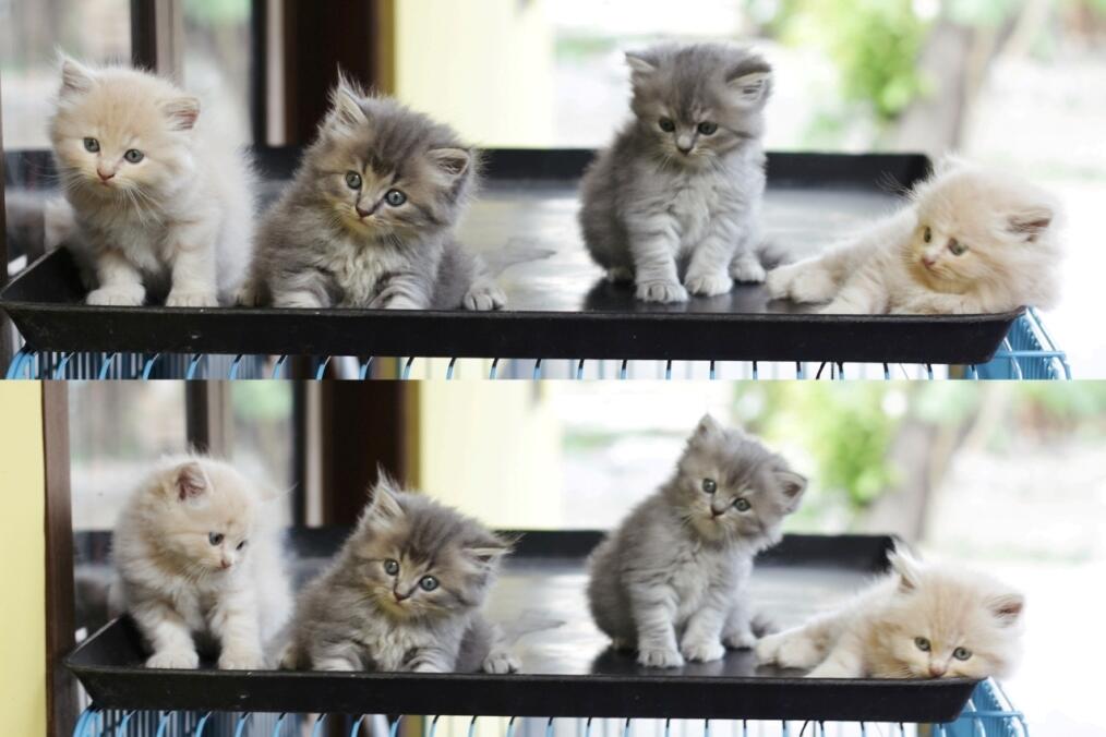 jual Kitten Persia (JOGJA) Lucu-lucu gan