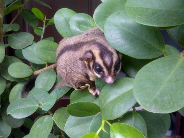 Sedia Paketan Indukan Sugar Glider, sdh siap Kimpoi gan, hrg Murah lagi,Cepet gan!!!!
