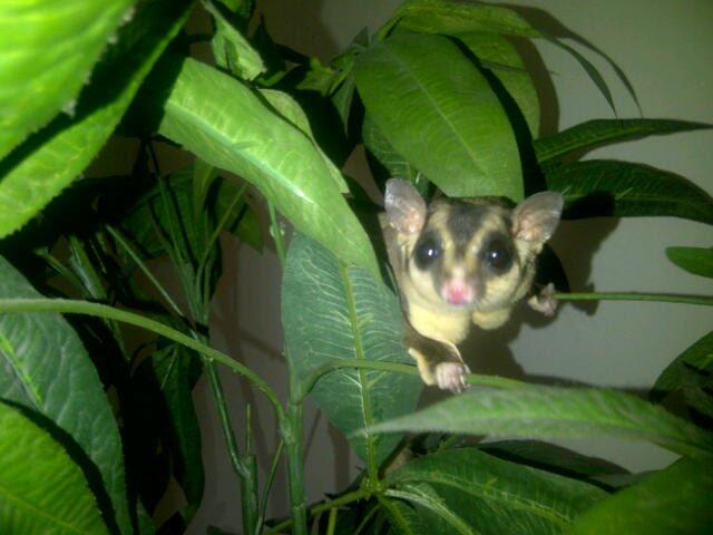 Sedia Paketan Indukan Sugar Glider, sdh siap Kimpoi gan, hrg Murah lagi,Cepet gan!!!!