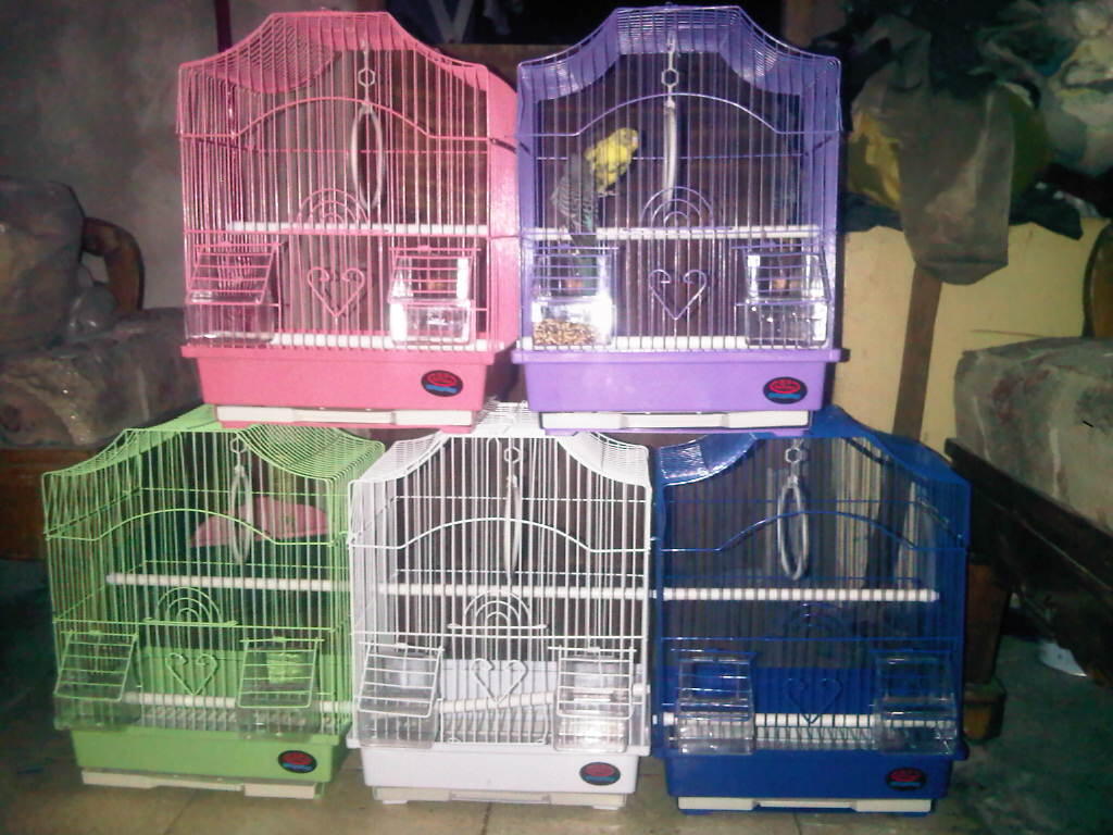 jual burung parkit sepasang muhmer