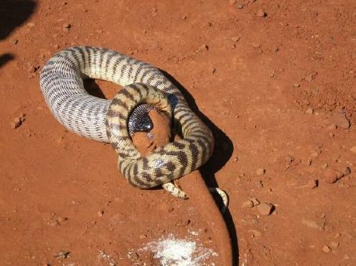 Black Headed Python 5 Jam Makan Kadal Besar