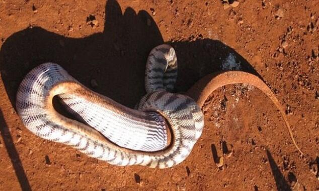 Black Headed Python 5 Jam Makan Kadal Besar