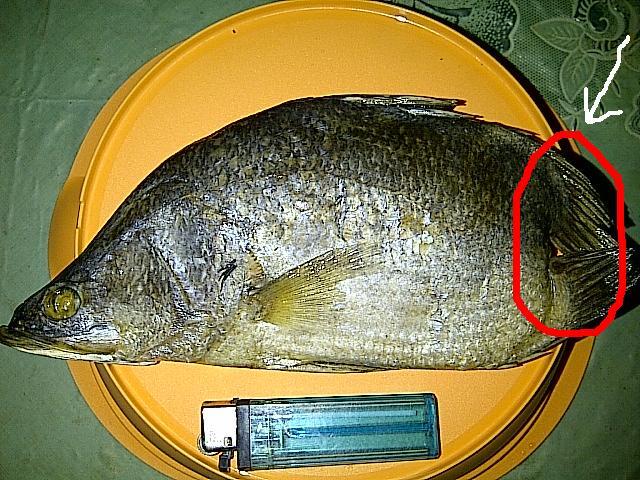 Sudah 3 tahun ikan Kakap Putih/Barramundi cacat ini ane simpan di kulkas