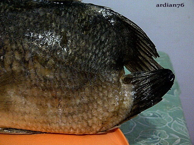 Sudah 3 tahun ikan Kakap Putih/Barramundi cacat ini ane simpan di kulkas
