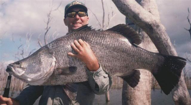 Sudah 3 tahun ikan Kakap Putih/Barramundi cacat ini ane simpan di kulkas