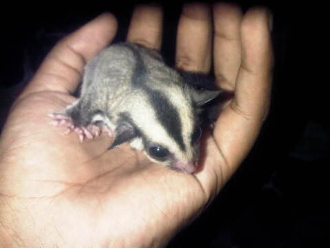 Sugar Glider Baby |MURMER| Surabaya