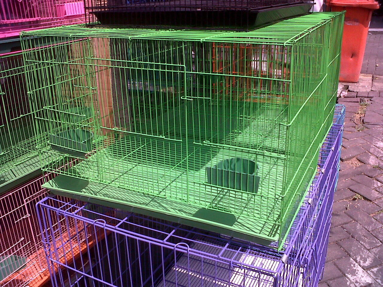 Sugar Glider Baby |MURMER| Surabaya