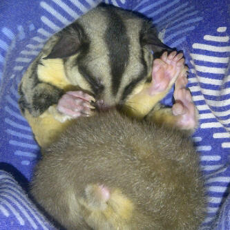 Sugar Glider |MURMER| Surabaya
