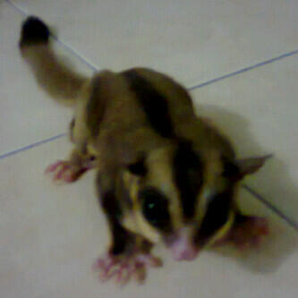 Sugar Glider |MURMER| Surabaya