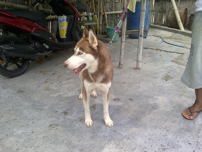 Siberian Husky Jantan Istimewa stamboom