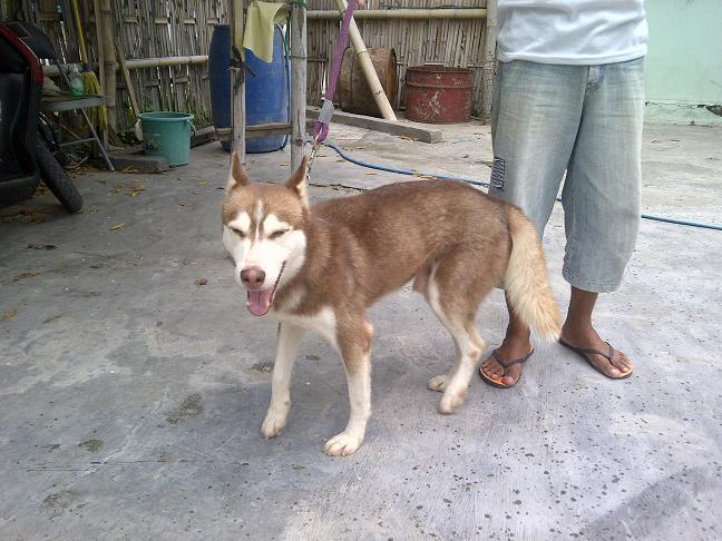 Siberian Husky Jantan Istimewa stamboom