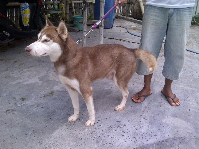 Siberian Husky Jantan Istimewa stamboom