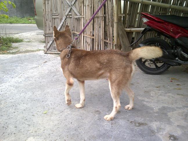 Siberian Husky Jantan Istimewa stamboom
