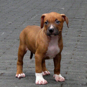 Pit Bully Super Quality Jantan Betina