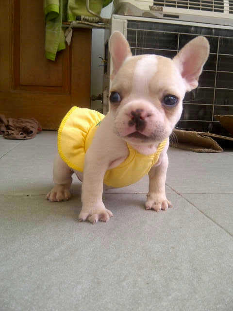 french bulldog jantan stamboom