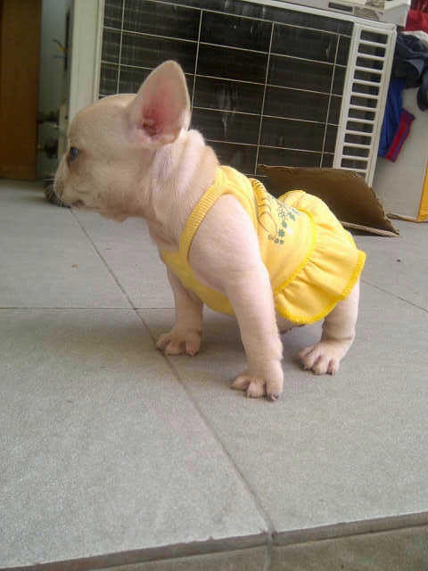 french bulldog jantan stamboom
