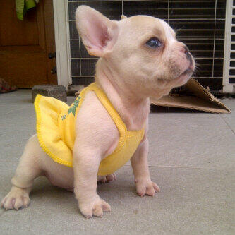 french bulldog jantan stamboom