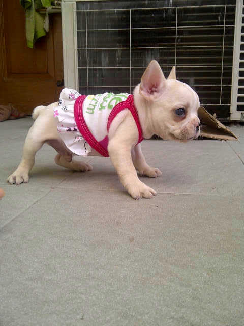 french bulldog jantan stamboom