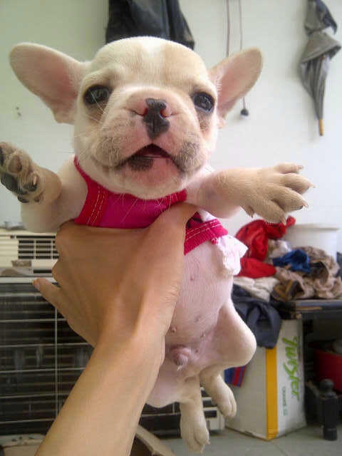 french bulldog jantan stamboom