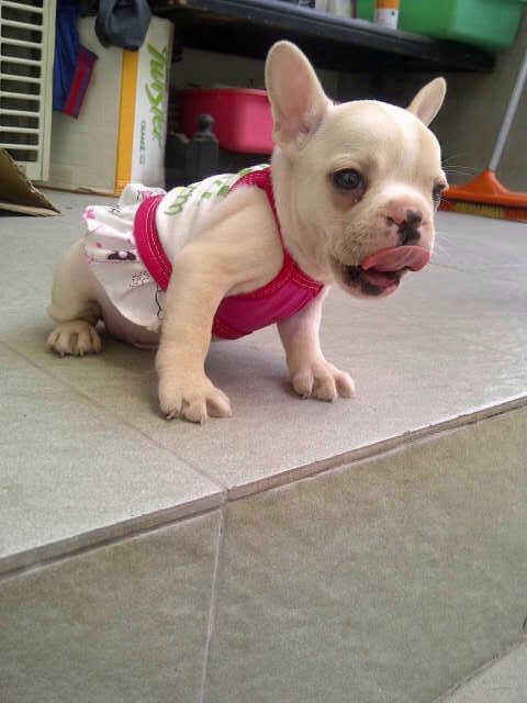 french bulldog jantan stamboom