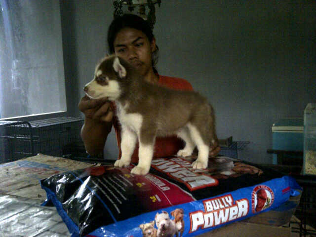 Siberian Husky Jantan dan betina Istimewa