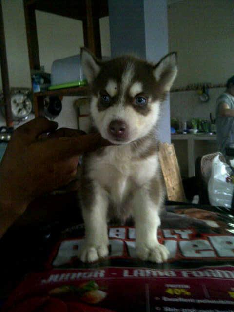 Siberian Husky Jantan dan betina Istimewa