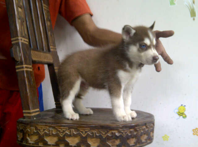 Siberian Husky Jantan dan betina Istimewa