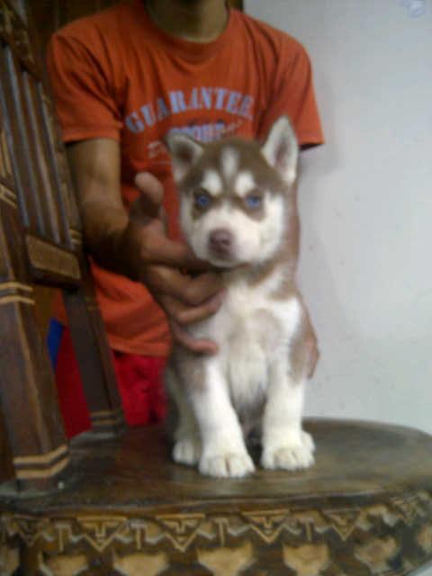 Siberian Husky Jantan dan betina Istimewa