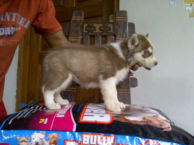 Siberian Husky Jantan dan betina Istimewa