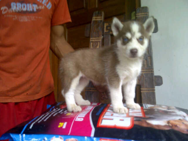 Siberian Husky Jantan dan betina Istimewa