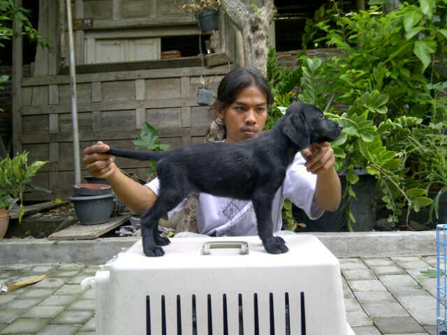 Labrador Super Quality