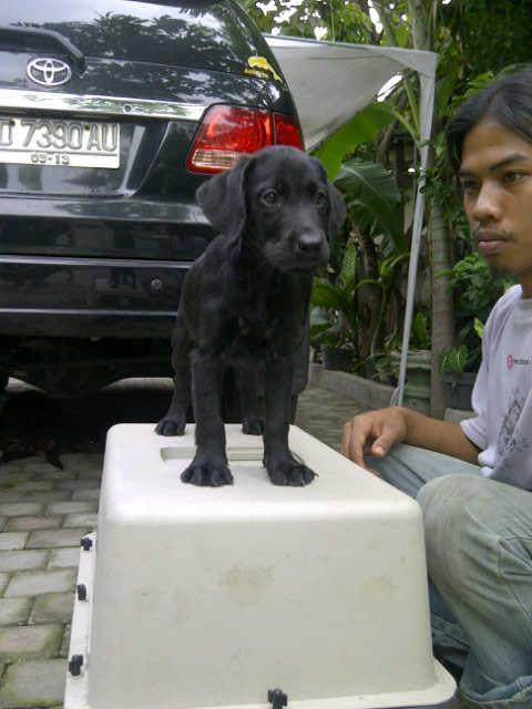 Labrador Super Quality