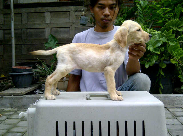 Labrador Super Quality