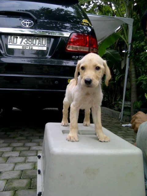 Labrador Super Quality