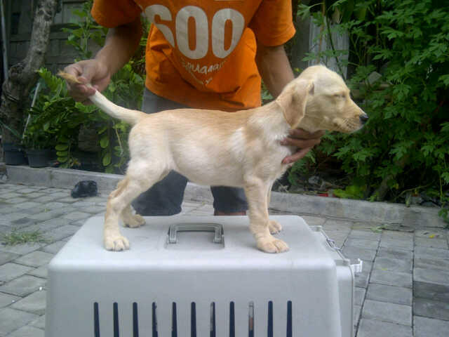 Labrador Super Quality