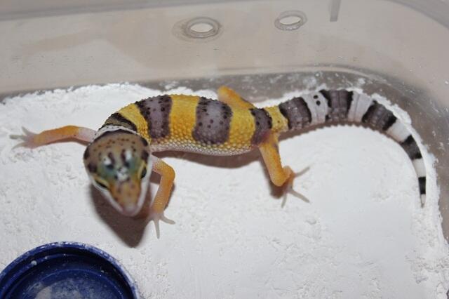jual borongan gecko super murah