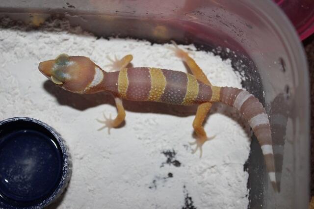 jual borongan gecko super murah