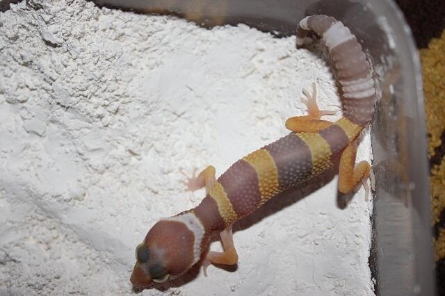 jual borongan gecko super murah