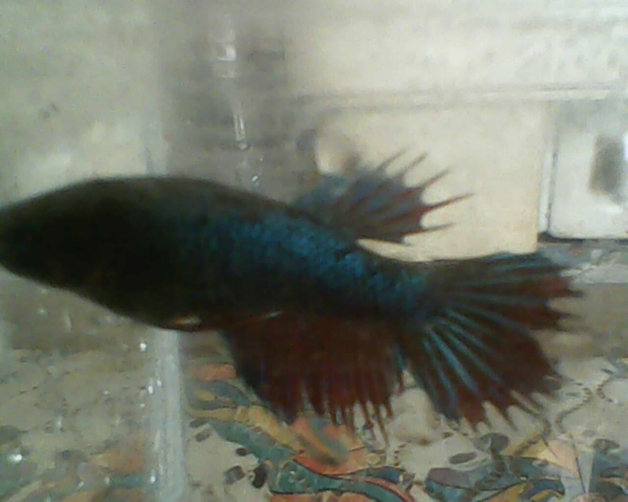 Cupang Hias FEMALE CT/SERIT partai