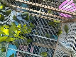 berbagai burung ocehan mulai dari prenjak ada.