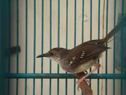 berbagai burung ocehan mulai dari prenjak ada.