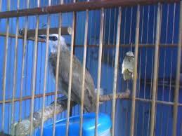 berbagai burung ocehan mulai dari prenjak ada.