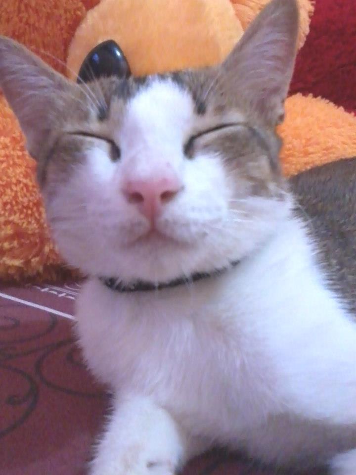 &#91;Cat lover&#93; Ini gan Kucing cewe ane.. LUCU abisss..!!