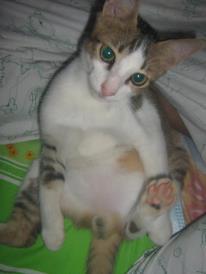 &#91;Cat lover&#93; Ini gan Kucing cewe ane.. LUCU abisss..!!